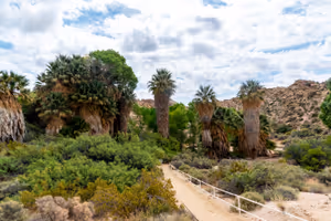 Cottonwood Tree Oasis