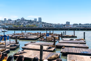 Тюлените на Pier 39