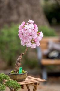 Bonsai Tree in Ueno Park