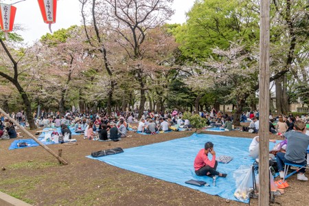 Picknick under the cherry blosson in Ueno Park