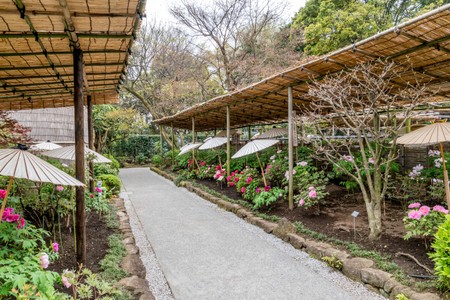 Ueno Toshogu Peony Garden