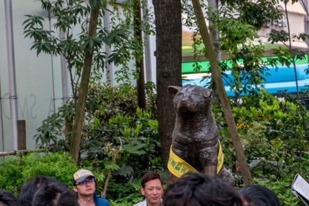Hachiko waiting for his master