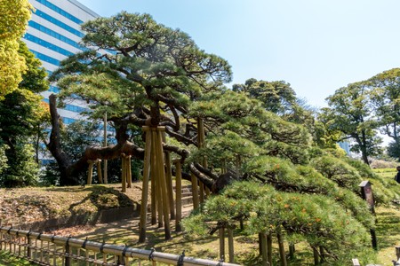 Great walk with another very nice goodwill guide in the Hamarikyu Gardens