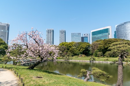 Hamarikyu Gardens