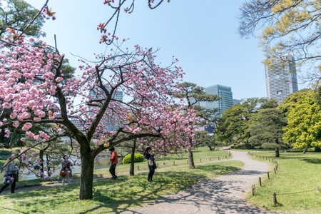 Hamarikyu Gardens