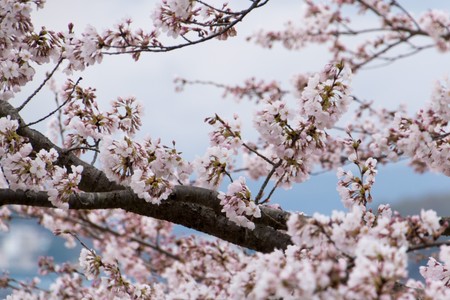 Cherry blossom at the Five Fuji Lakes