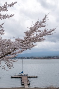 Cherry blossom at the Five Fuji Lakes