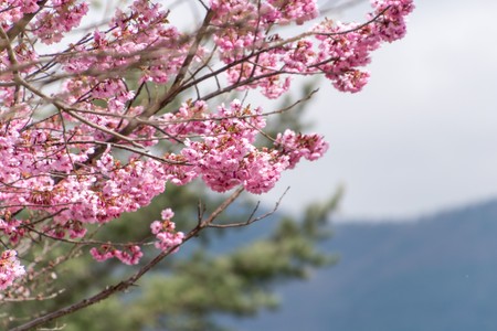 Cherry blossom at the Five Fuji Lakes