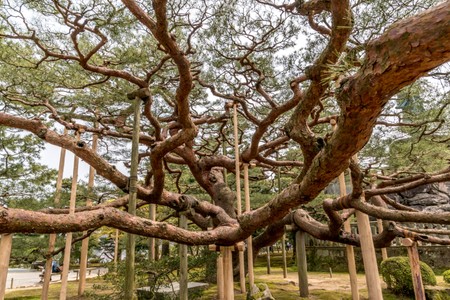 Kenrokuen Garden in Kanazawa