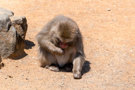 Iwatayama Monkey Park