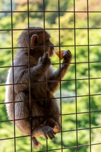 Iwatayama Monkey Park