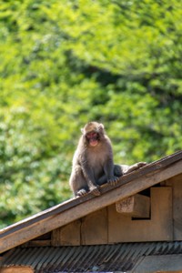 Iwatayama Monkey Park