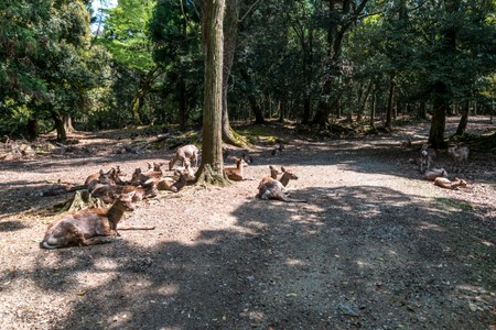 Nara is famous for the freindly deer walking around the whole city'