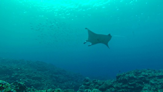 A giant manta ray