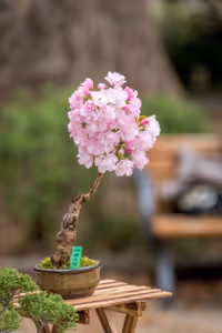 Bonsai Tree in Ueno Park