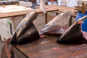 Tsukiji fish market