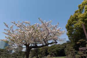 Hamarikyu Gardens