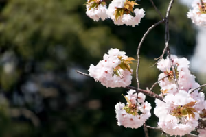 Hamarikyu Gardens