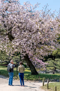 Cherry blossom in the Hamarikyu Gardens