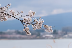 Cherry blossom at the Five Fuji Lakes
