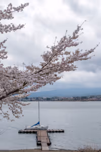Cherry blossom at the Five Fuji Lakes
