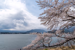Cherry blossom at the Five Fuji Lakes - unfortunately the mountain is hidden in the clouds