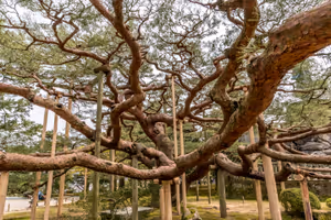Kenrokuen Garden in Kanazawa