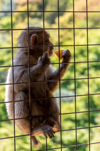 Iwatayama Monkey Park