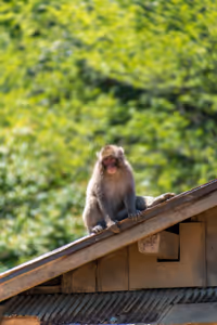 Iwatayama Monkey Park