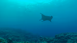 A giant manta ray